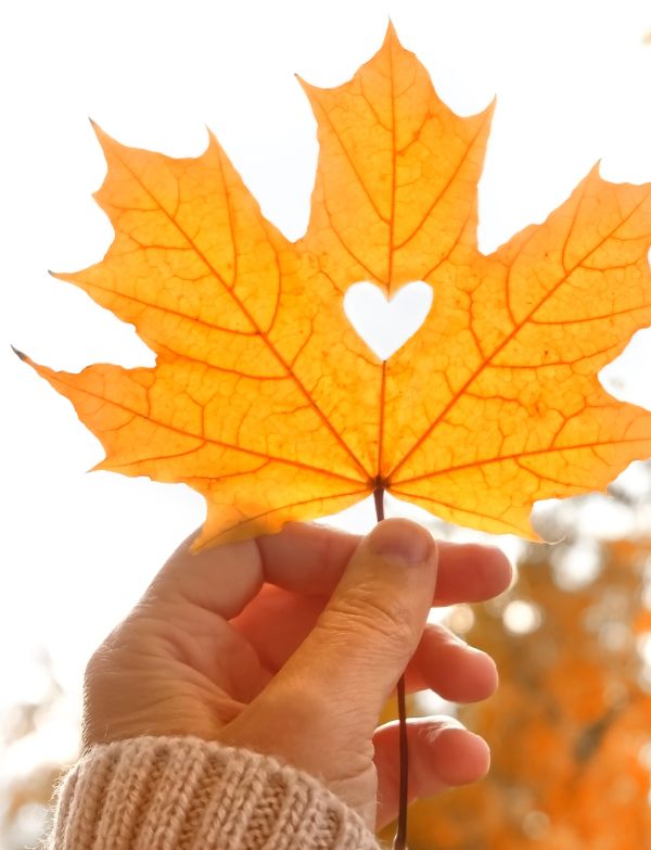 Hand holding leaf